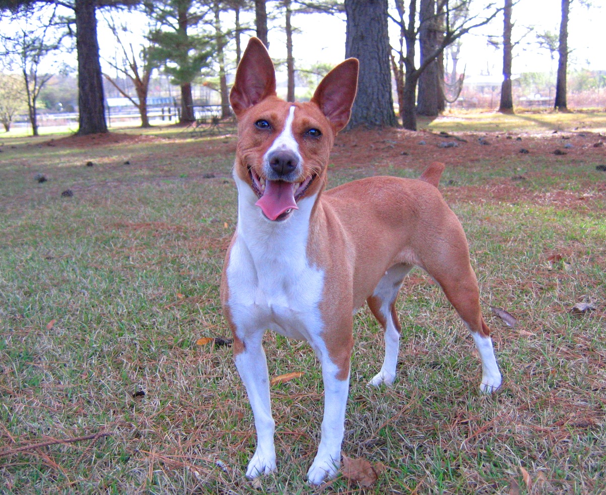 Our Female Rat Terriers Southern Sands Rat Terriers