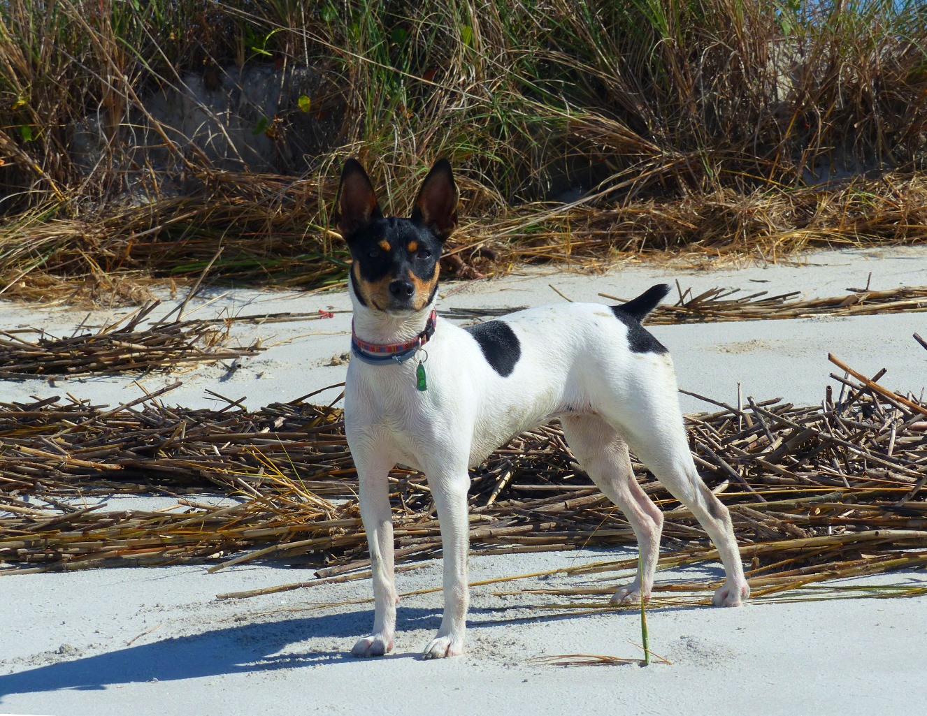 Our Female Rat Terriers Southern Sands Rat Terriers