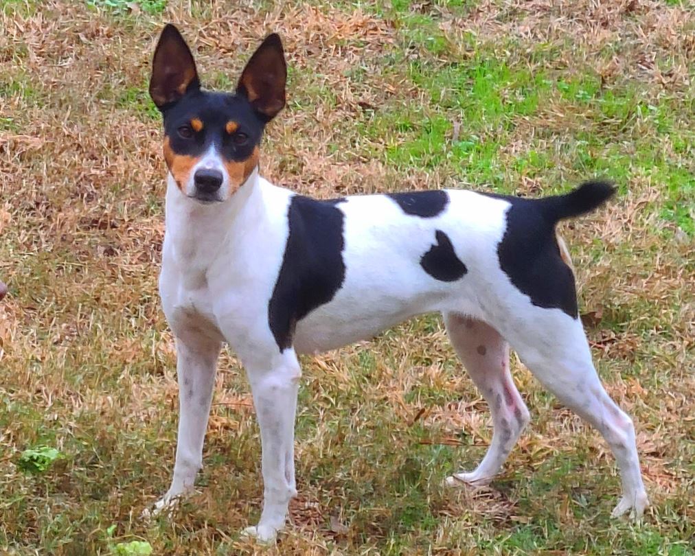 Upcoming Litters - Southern Sands Rat Terriers